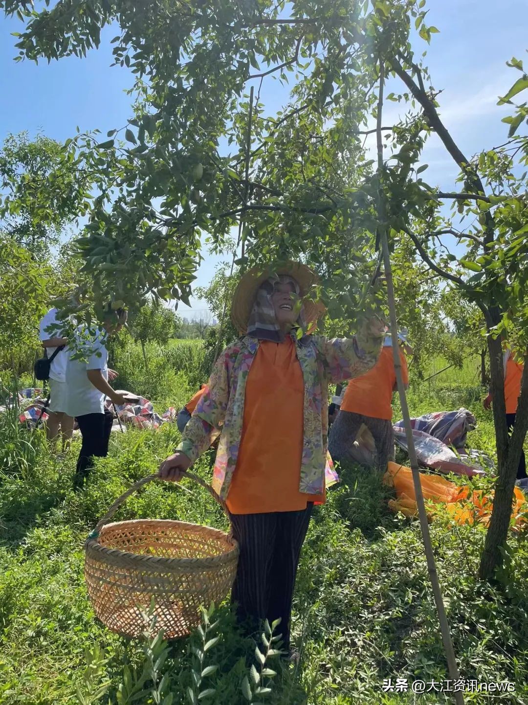 繁昌“贡枣”，涅槃重生