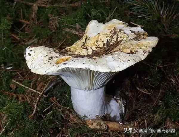 世界上十大最好吃的蘑菇,世界上最美味的10种蘑菇