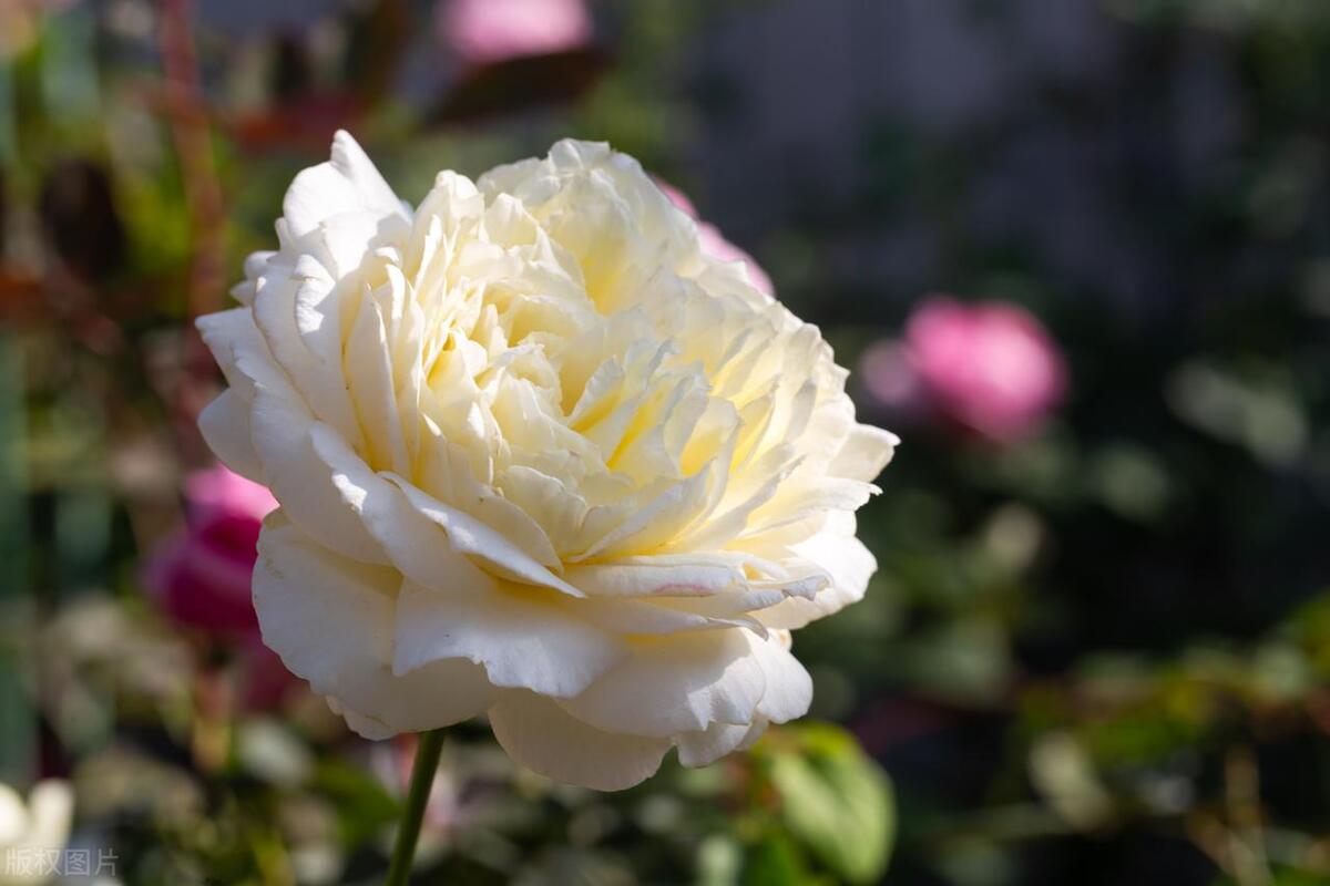 鲜花绿植店的5种盈利模式,鲜花店一年能赚多少钱