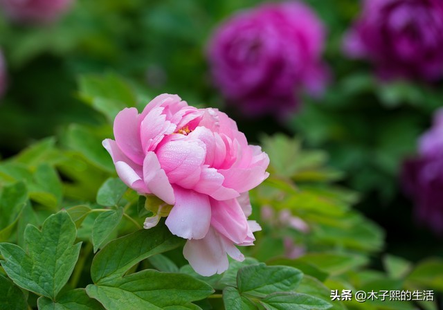 小县城的那些有钱人,小县城有钱人也很多