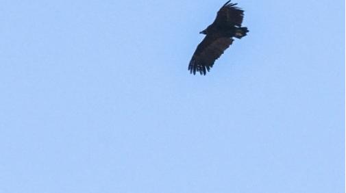 辽宁男子救助秃鹫,沈阳救助秃鹫