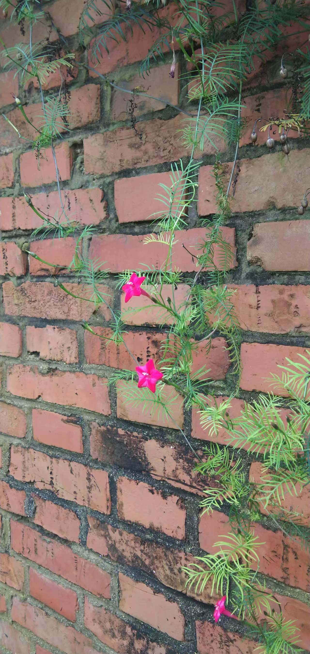过年期间庭院开的草花,过年庭院开的花有哪些