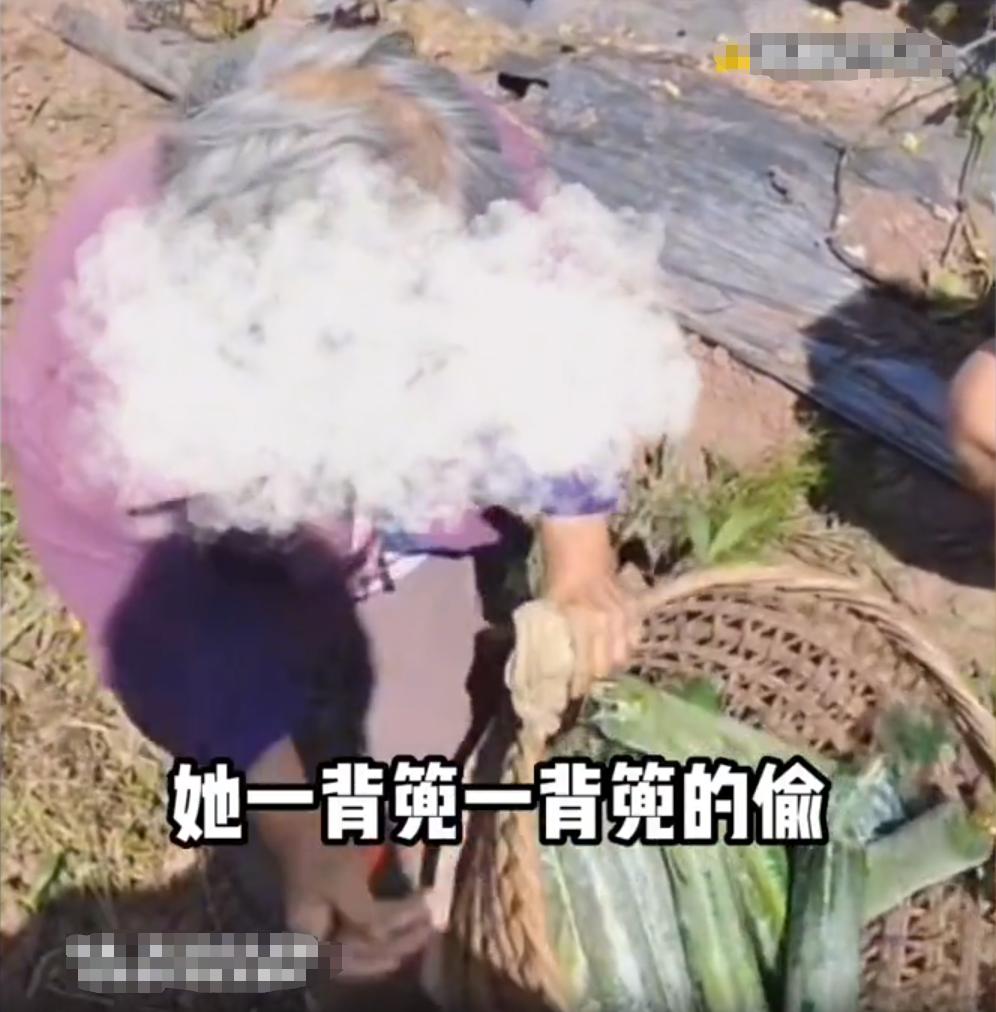 农村被人偷菜了报警怎么处理,老太太多次偷菜能报警吗