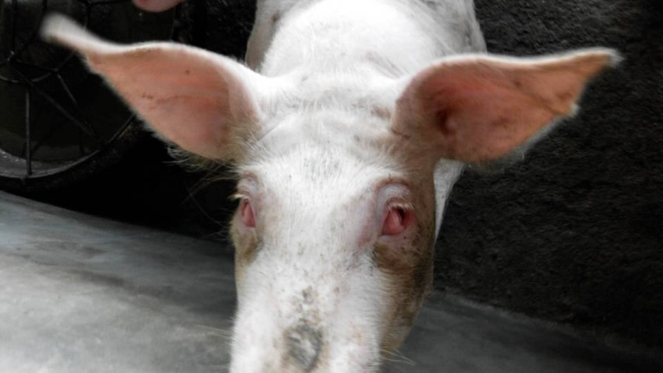 猪眼睛水肿怎么治,猪眼睛肿是什么原因