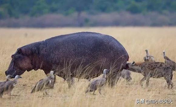 斑鬣狗为什么喜欢挖别人的坟头,斑鬣狗为什么喜欢咬骨头