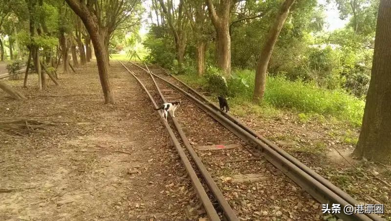 中国护照如何换成香港护照,中国护照怎么换香港护照