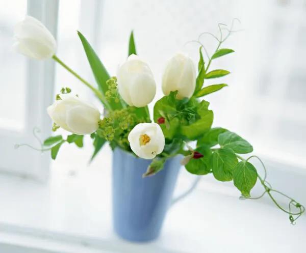 郁金香的花语可以送给妈妈吗,郁金香的花语和象征含义