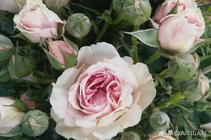 微型月季嫁接最佳品种,丰花微型月季品种有哪些