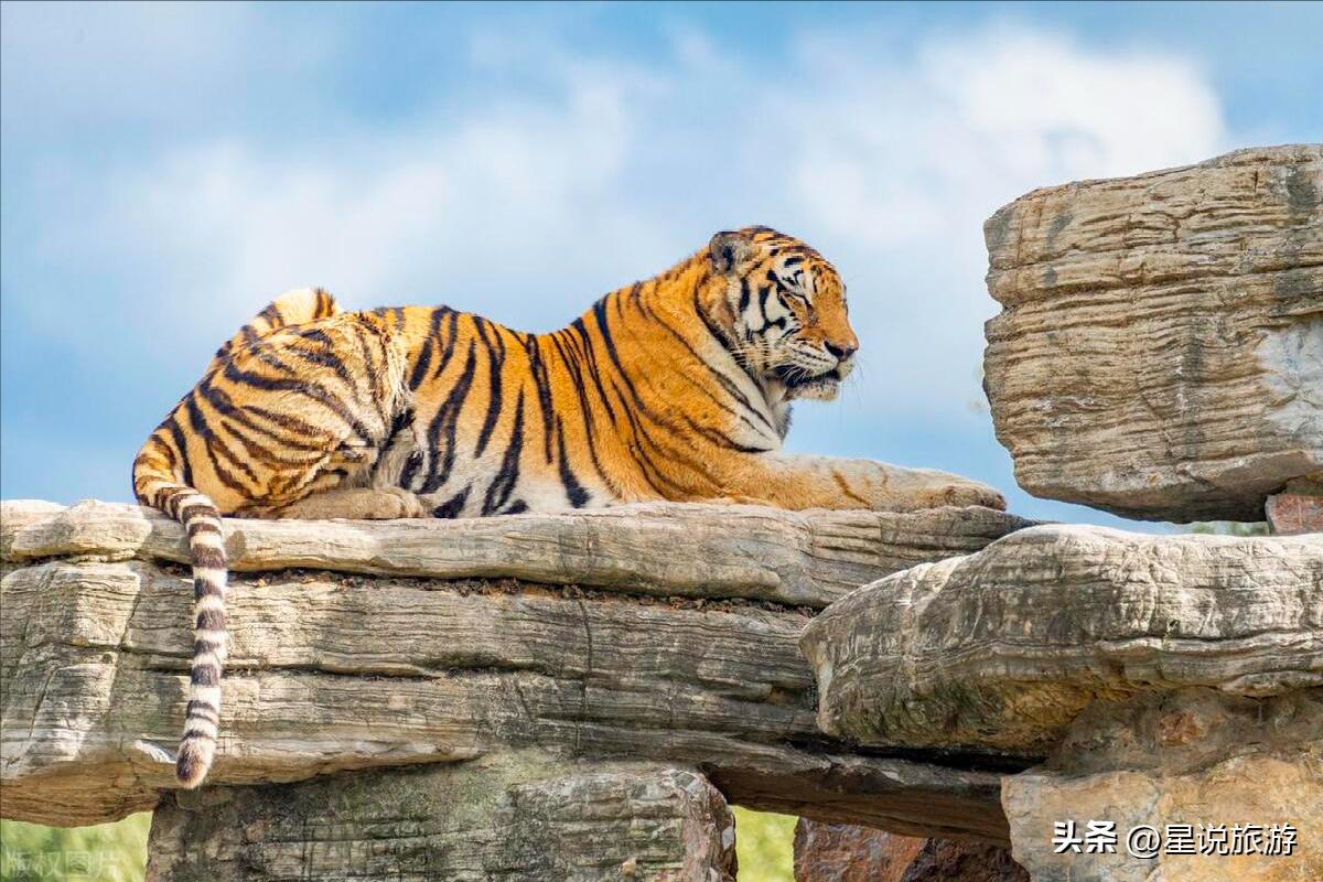 上海适合老年人去的景区,上海四星级旅游景点排名榜