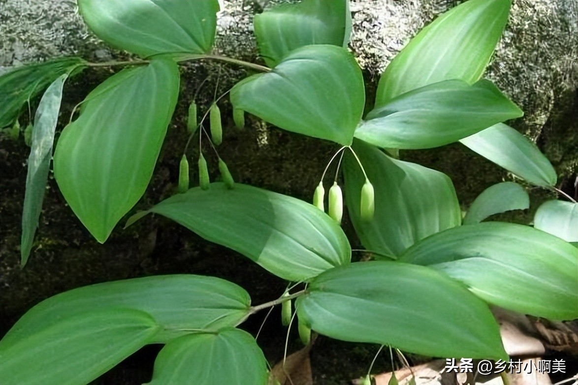 俗称小人参的植物煲汤,鸡头参怎么做药用价值最大