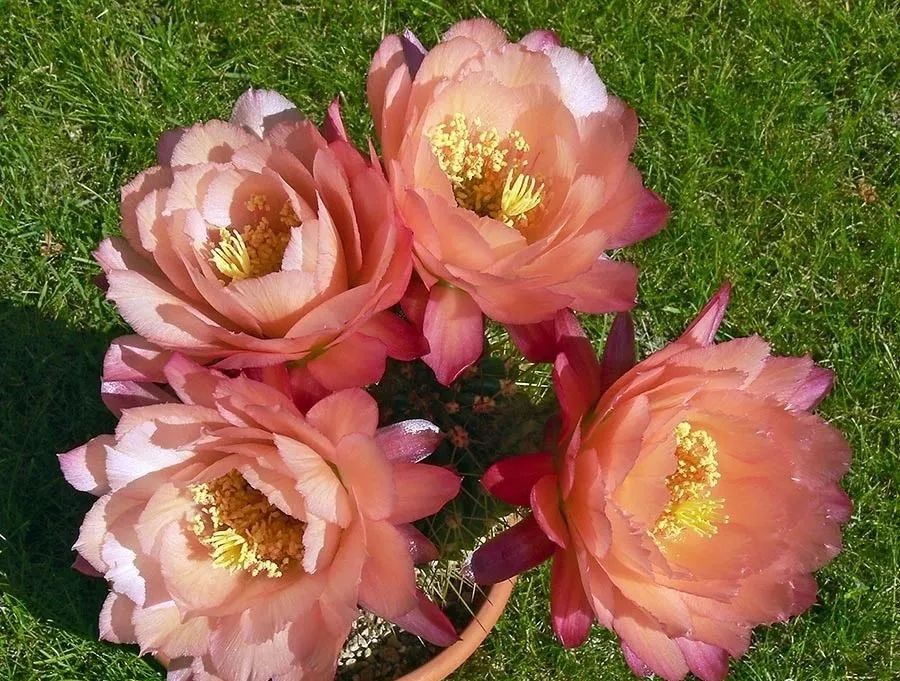 200种·仙人球开花图鉴，大开眼界，美到爆