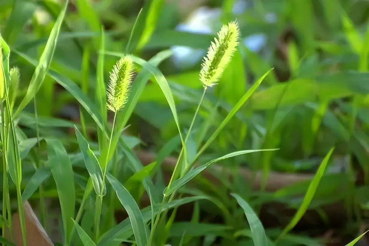 露营潮流带来的问题和对策,露营机遇与挑战