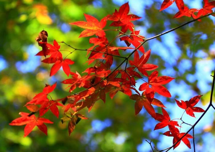 黄石市哪个地方看红叶最好,黄石附近夜景游玩景点推荐