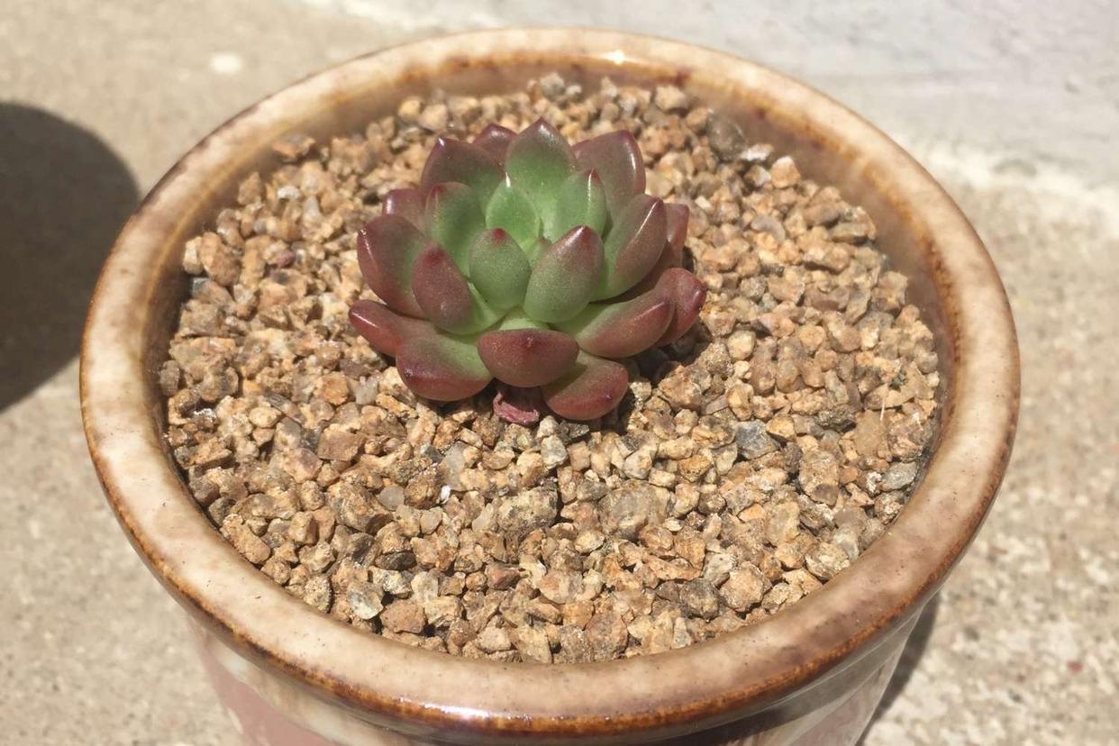 多肉红宝石徒长了会是什么样,枝干番杏红宝石徒长了怎么办