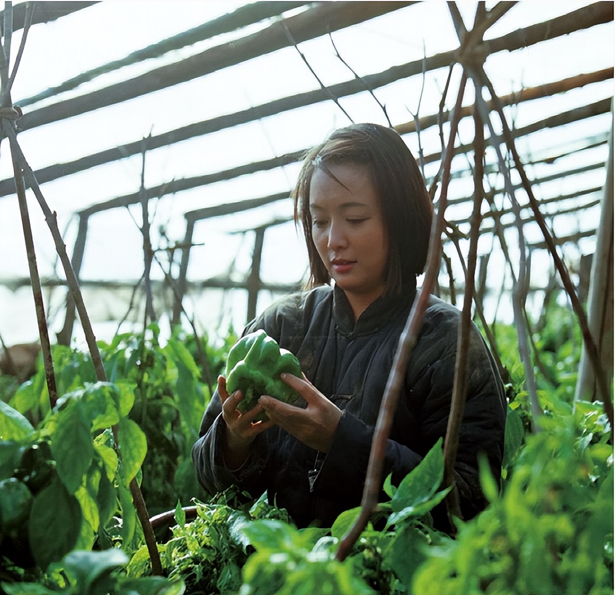 鍠滆幉鍒涗笟,鍠滆幉绉嶆