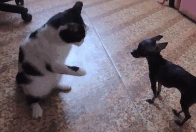 最不臭的狗,什么宠物狗不臭好养