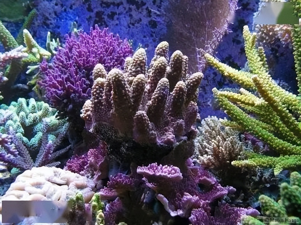 海水珊瑚缸鹦鹉螺,海水缸珊瑚视频大全