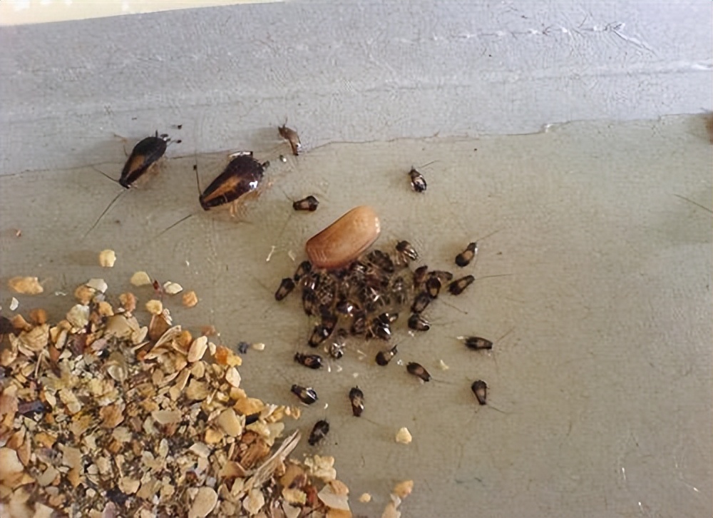 看不见蟑螂但是蟑螂在家里怎么办,家里平常看不到蟑螂怎么有蟑螂屎