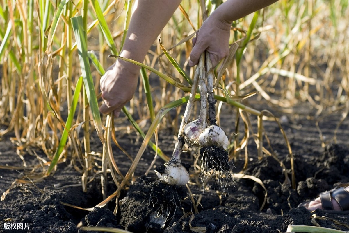 如何判断大蒜成熟？老蒜农说判断大蒜成熟要“8看”，看什么？