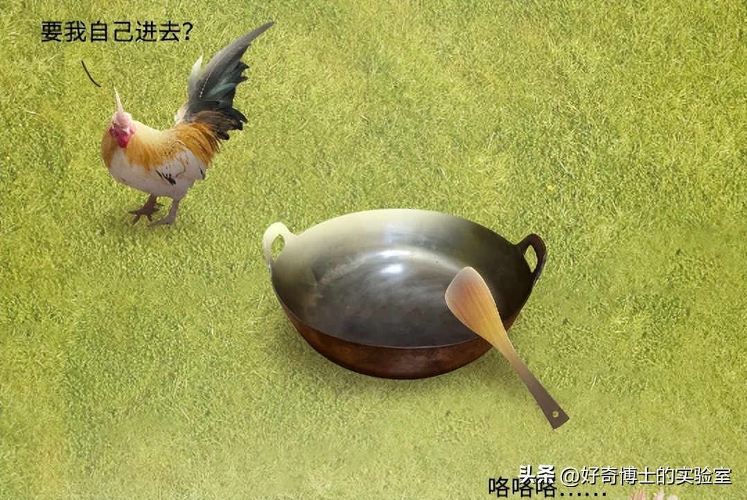 母鸡下蛋后为什么会咯咯叫，是因为屁股疼吗？