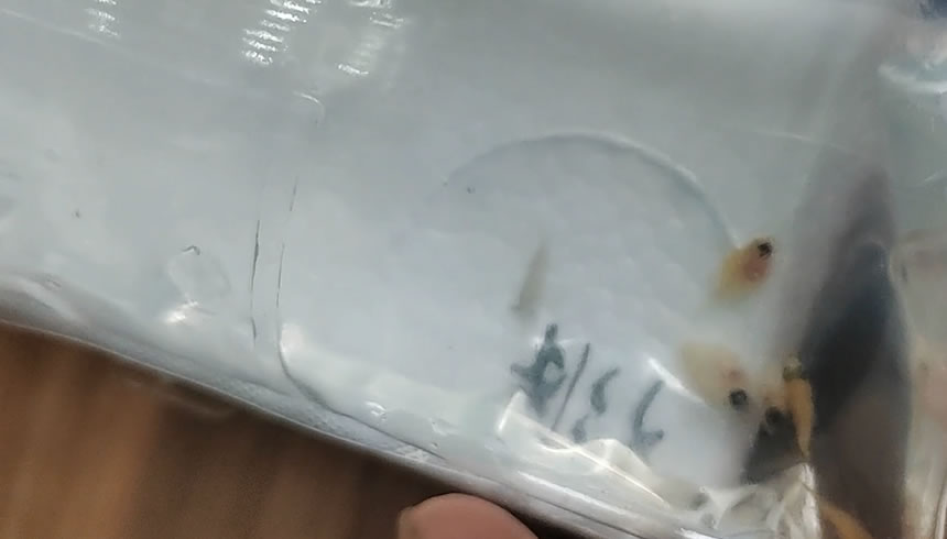 网上买的鱼如何预防死,网购鱼到家躺了怎么救