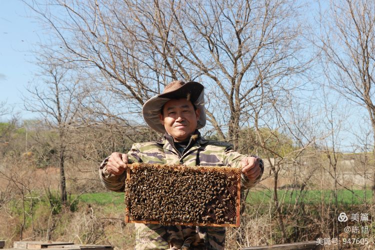 渑池孟村：油菜花儿香，蜜蜂采蜜忙