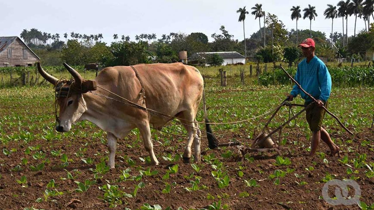 古巴人民是怎么生活的,古巴人民的社会福利怎样