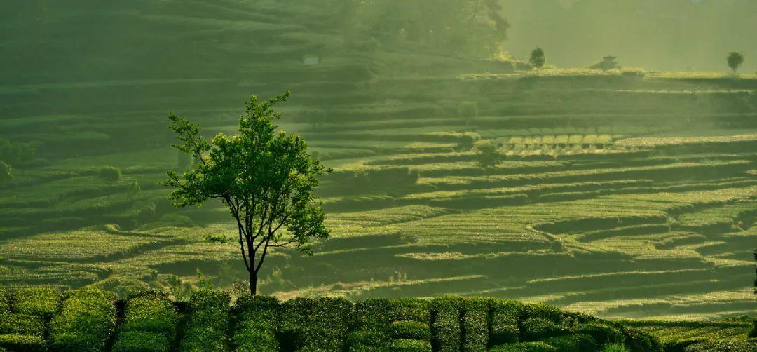 雅安名山景区怎样,雅安名山必去的三个地方