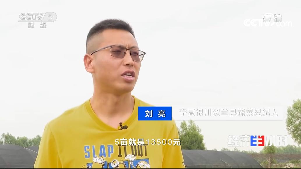 宁夏小伙种300亩蔬菜年收600万,承包300亩地种菜一年利润