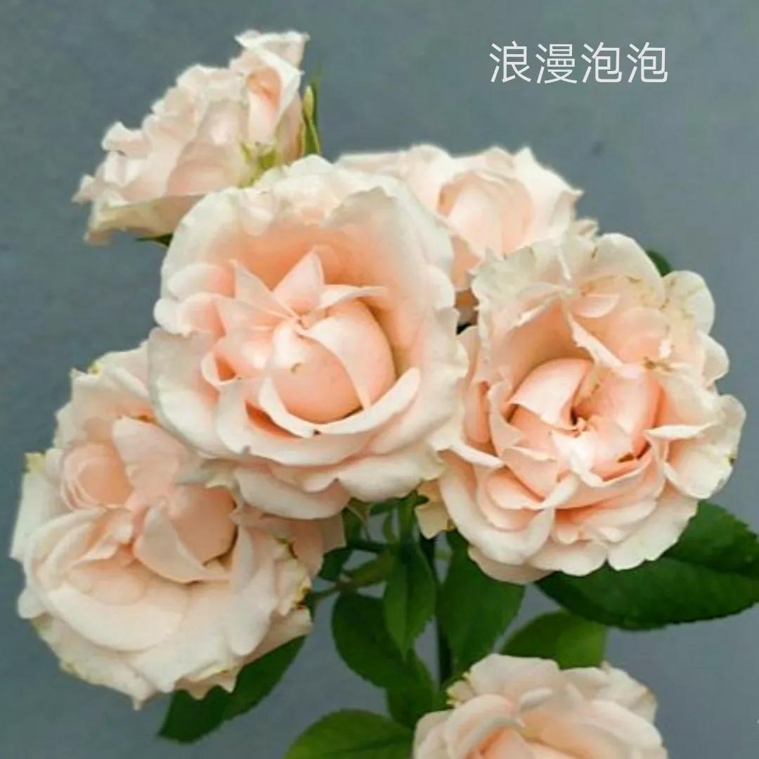 花店卖的切花月季品种,切花月季冬季修剪方法