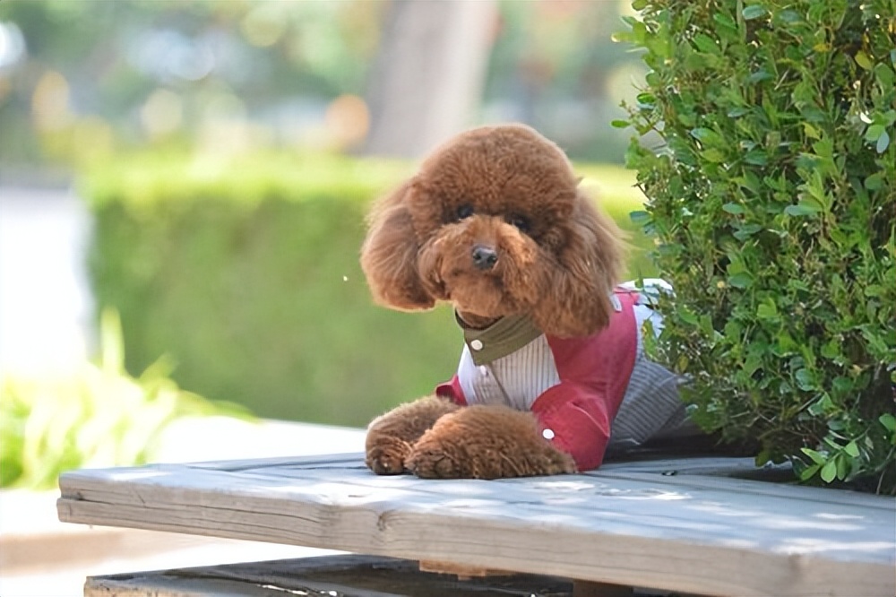 泰迪频繁“舔人”，是想告诉你这6件事，别再忽略了