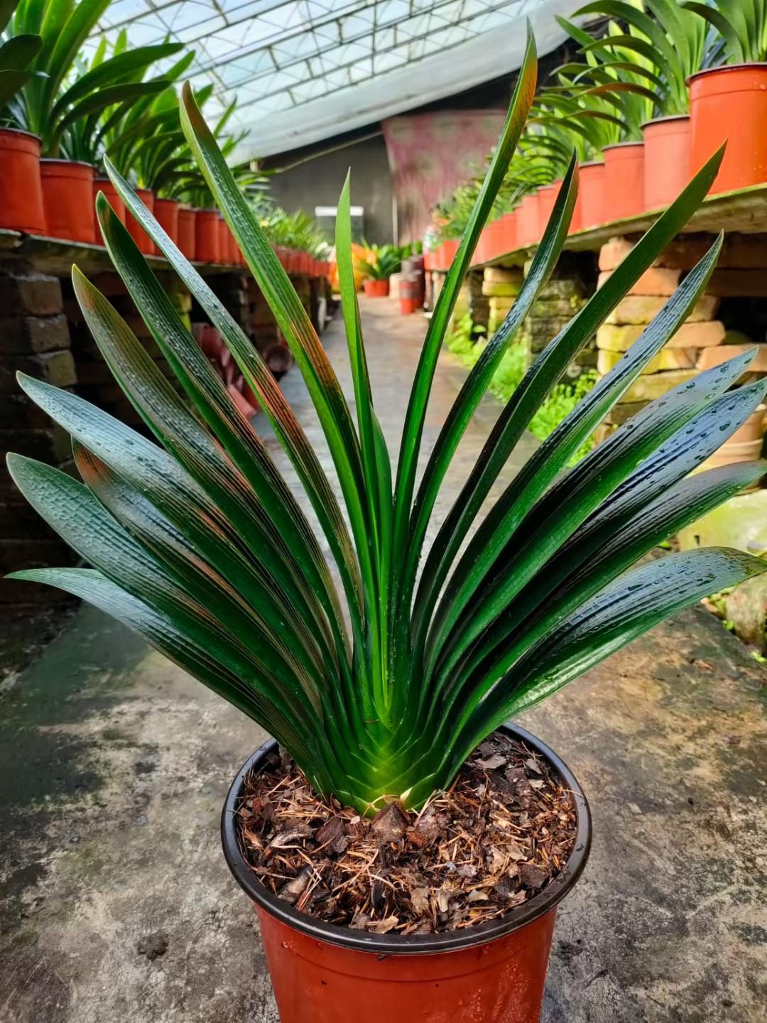 好看的花养在家里心情美美哒,家中养三种花养人旺家