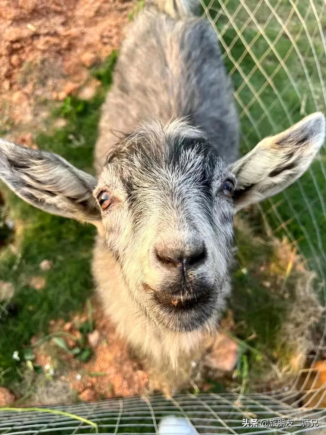 南平静修小镇凤溪玩水,南平静修小镇凤溪玩水区订票