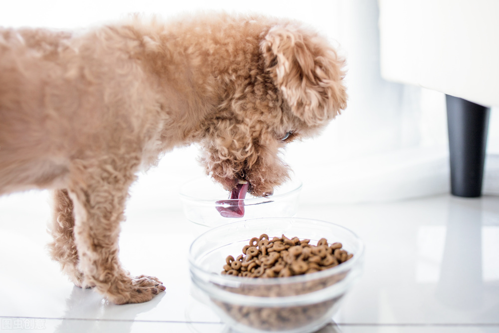 泰迪突然精神不振流鼻涕,泰迪鼻头干流鼻涕