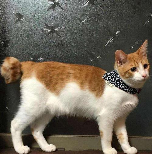 一只旺家狗五大特征,旺家猫的十大征兆