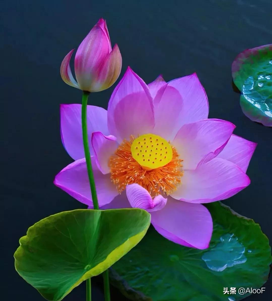 鱼荷花图片唯美高清大图,手机壁纸荷花高清唯美图片