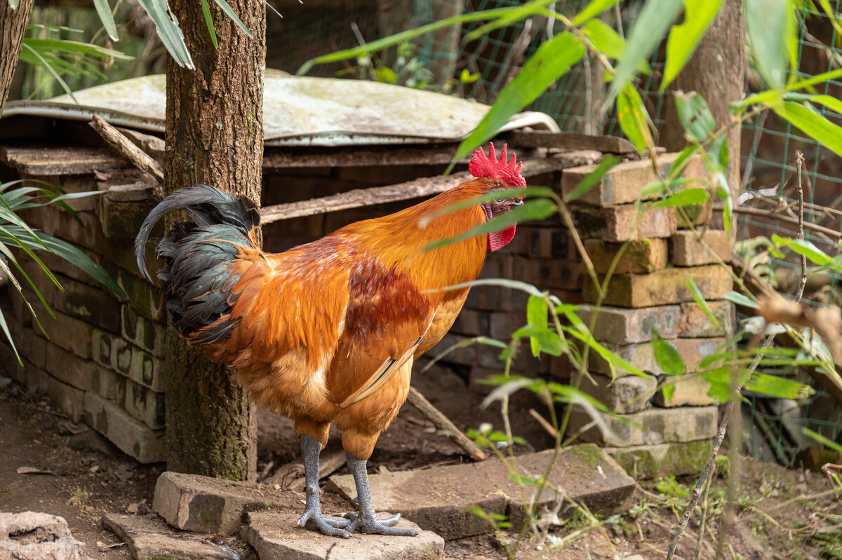 饲料中黄曲霉素超标对猪的危害,饲料中黄曲霉毒素对动物的危害