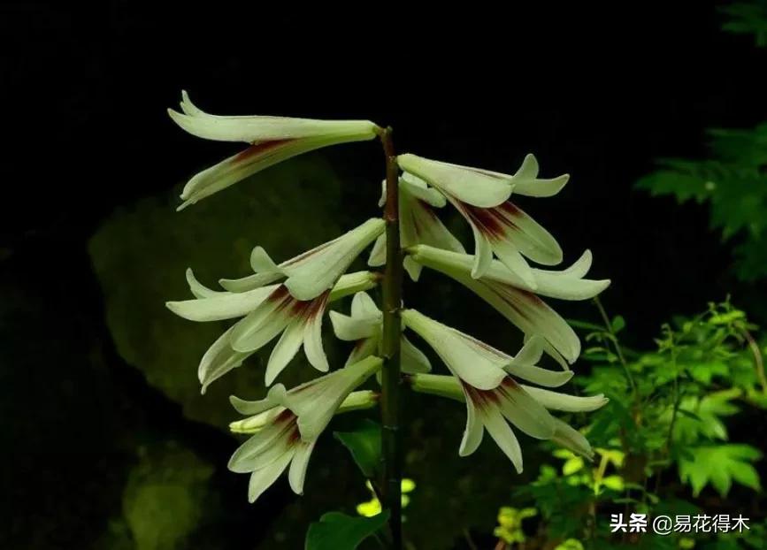 不可思议！高达两米壮观美丽的“百合王子”——大百合