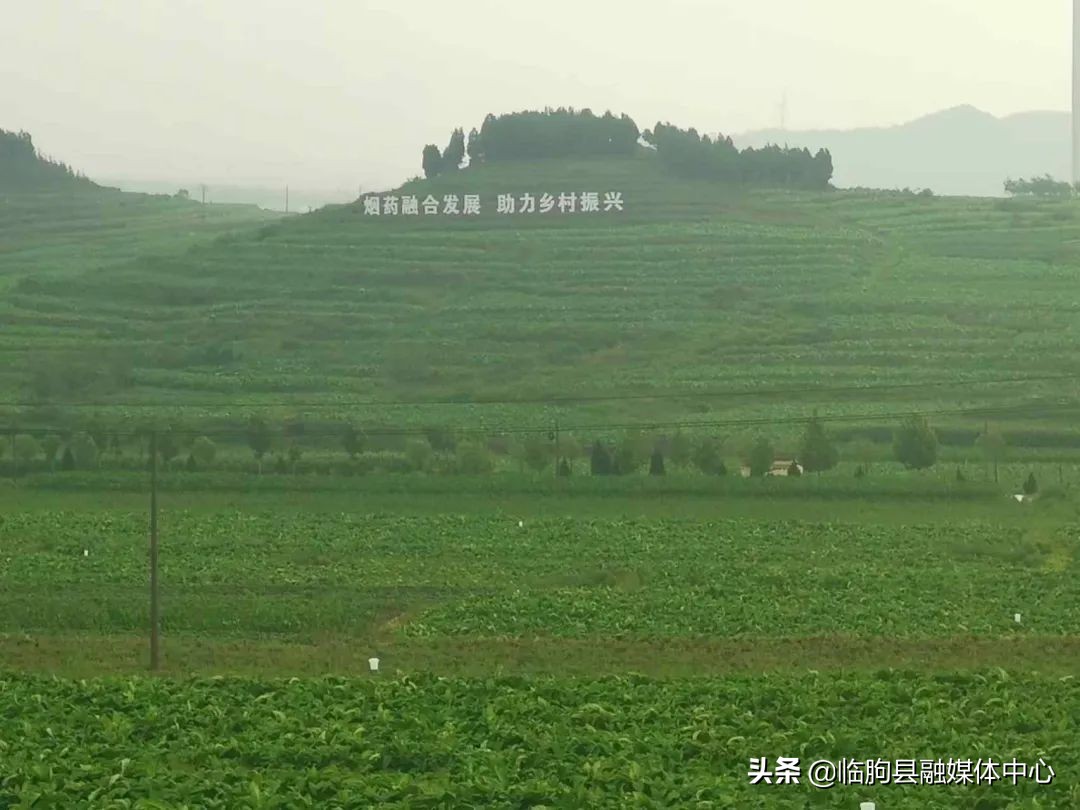 新华网野生菌铺就村民致富之路,新华社点赞县城