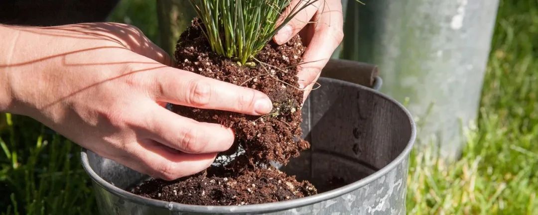刚换盆的大植物怎么养护,刚移栽的植物怎样处理才能活