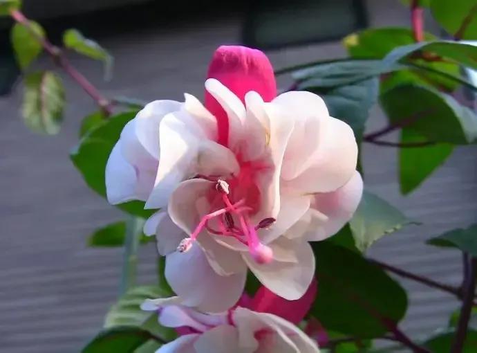 分享图片温暖大图,倒挂金钟花唯美视频