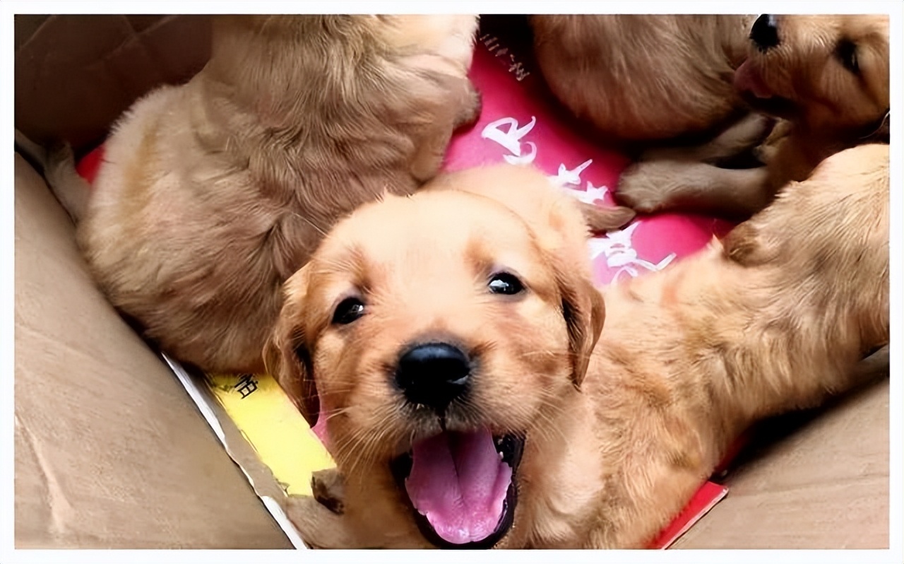 怎么选一条家狗,狗市选狗技巧