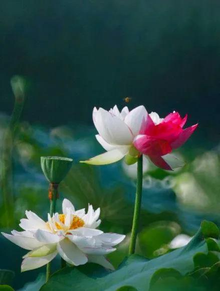 百年好合啥意思,百年好荷酒