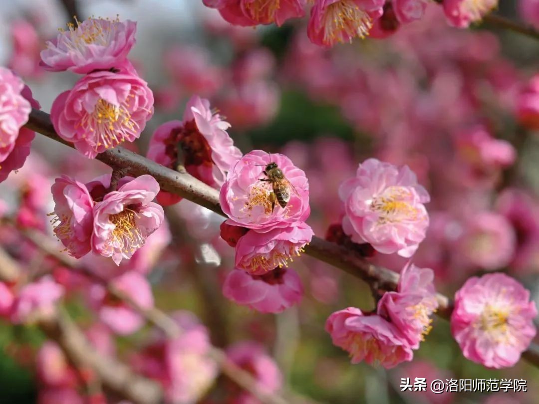 当洛师邂逅43种中国传统色……