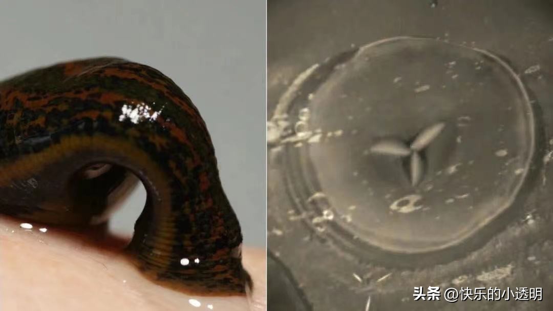 蚂蟥用活的吸血有什么危害,蚂蟥吃到肚子里有什么危险