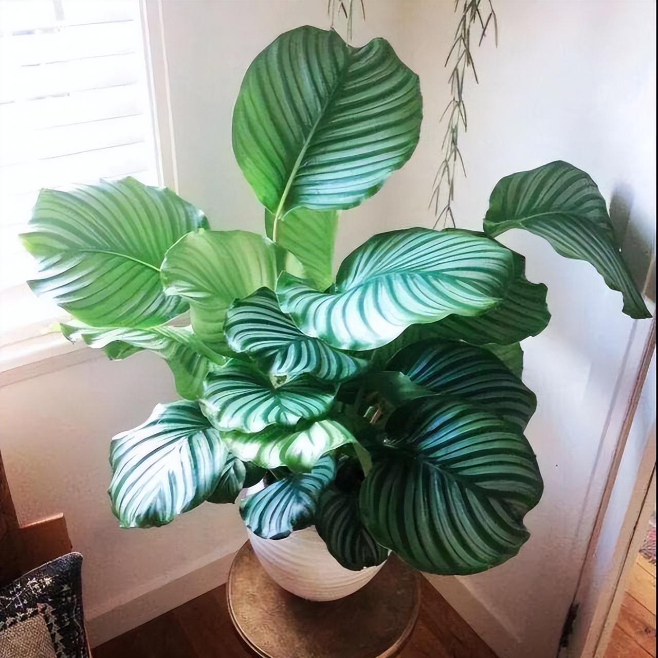 客厅好看的观赏花,小清新唯美油画花