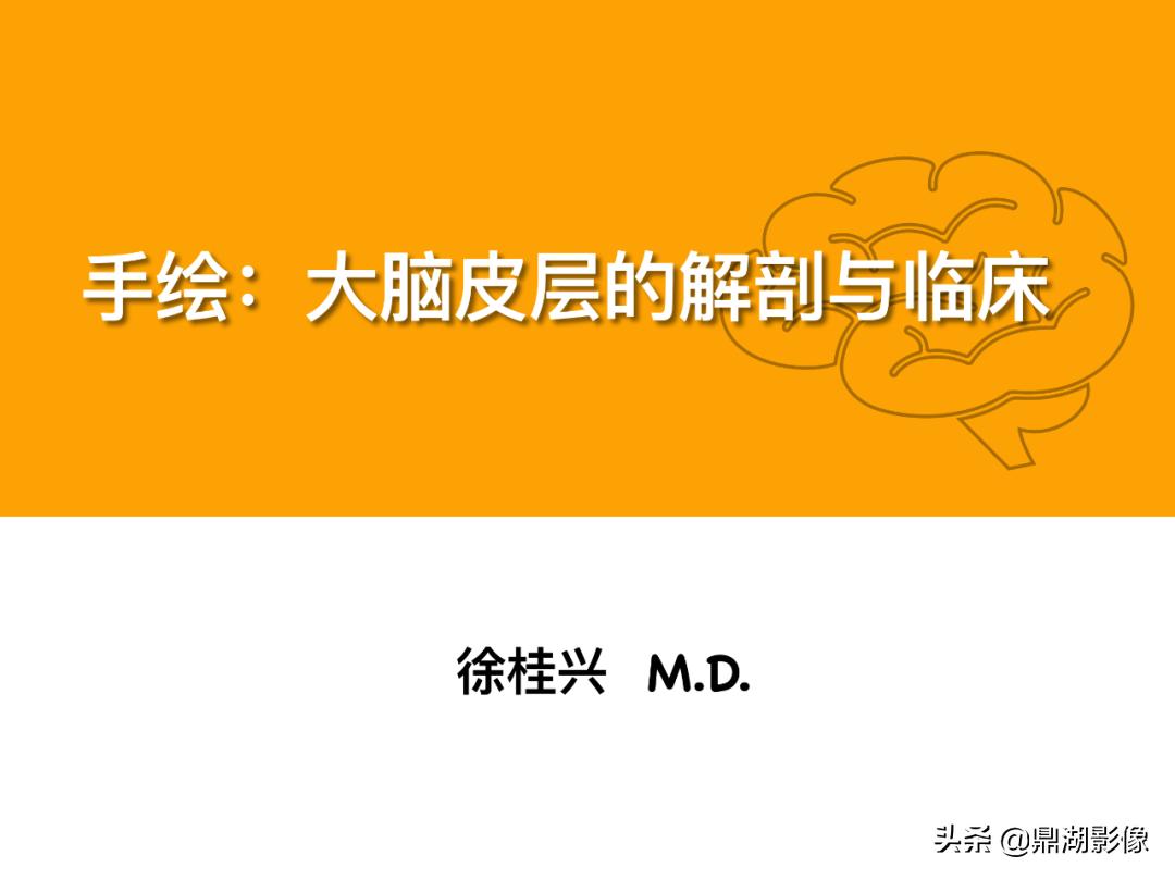 大脑皮层的解剖与定位,大脑解剖学习绘图笔记