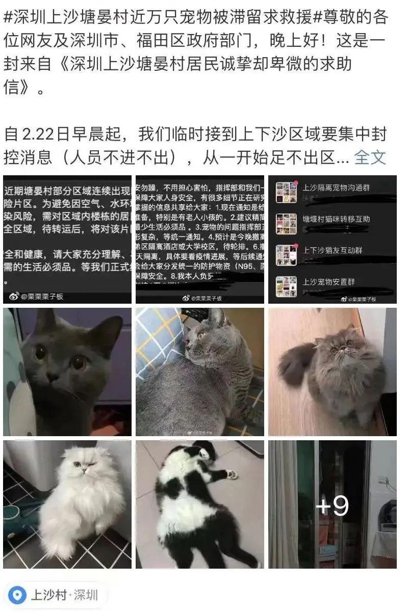 疫情宠物被无害化处理怎么办,无害化处理宠物狗