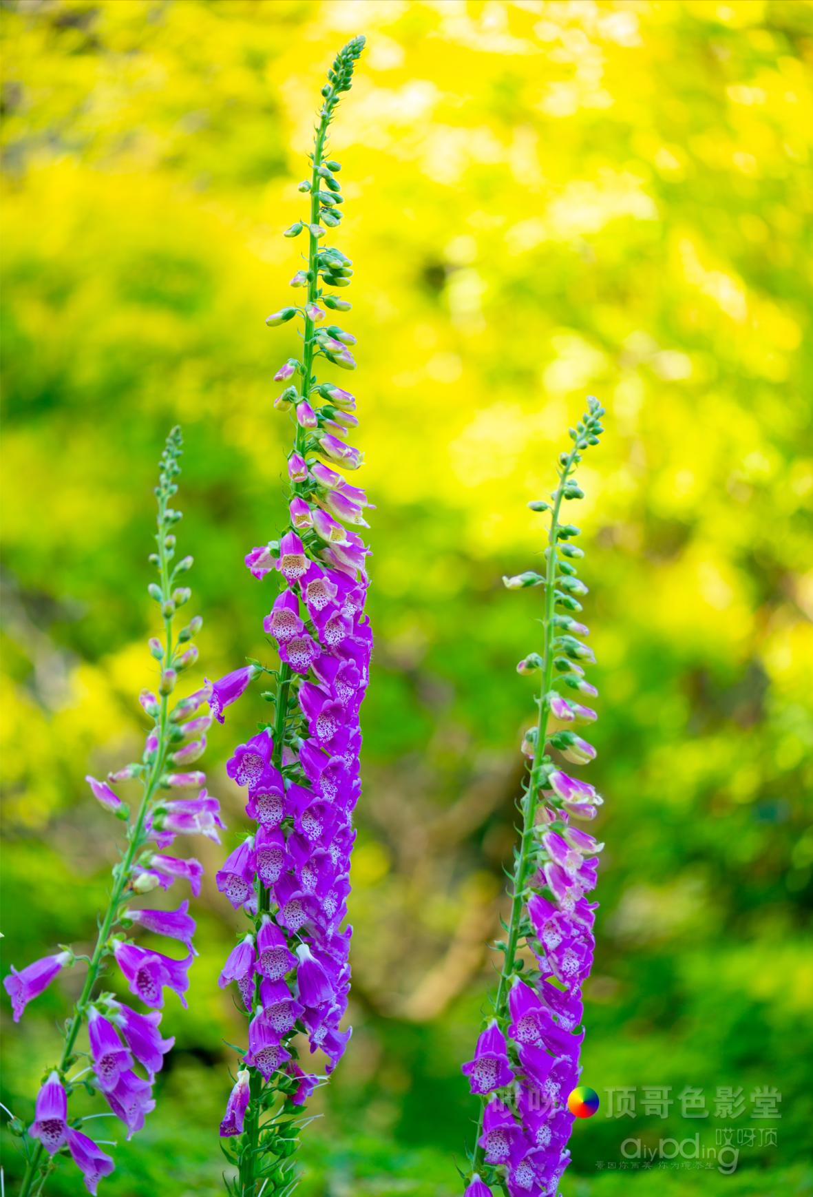 旅行家的眼神，看到不一样的人文澳洲（四之一）