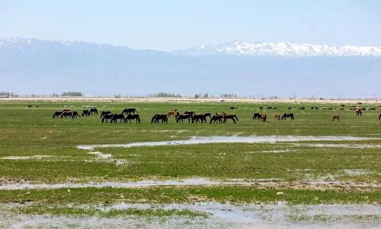 北疆安全稳定屏障图,北疆安全稳定屏障视频
